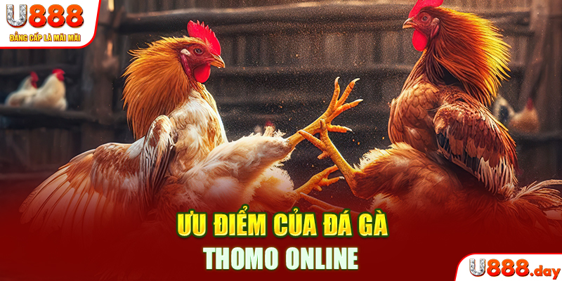 Ưu điểm của đá gà thomo online